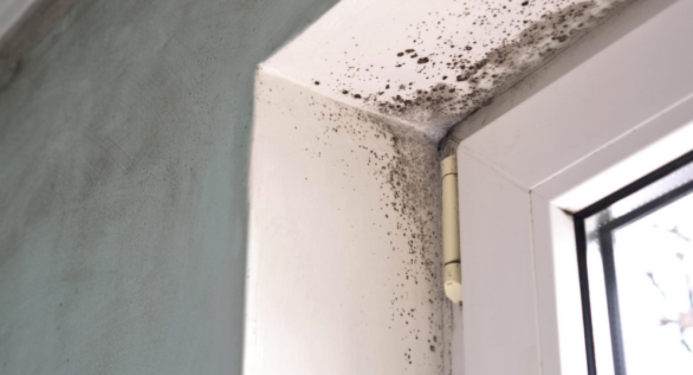 Preventing Black Mould - Quality Electrician, Birkenshaw